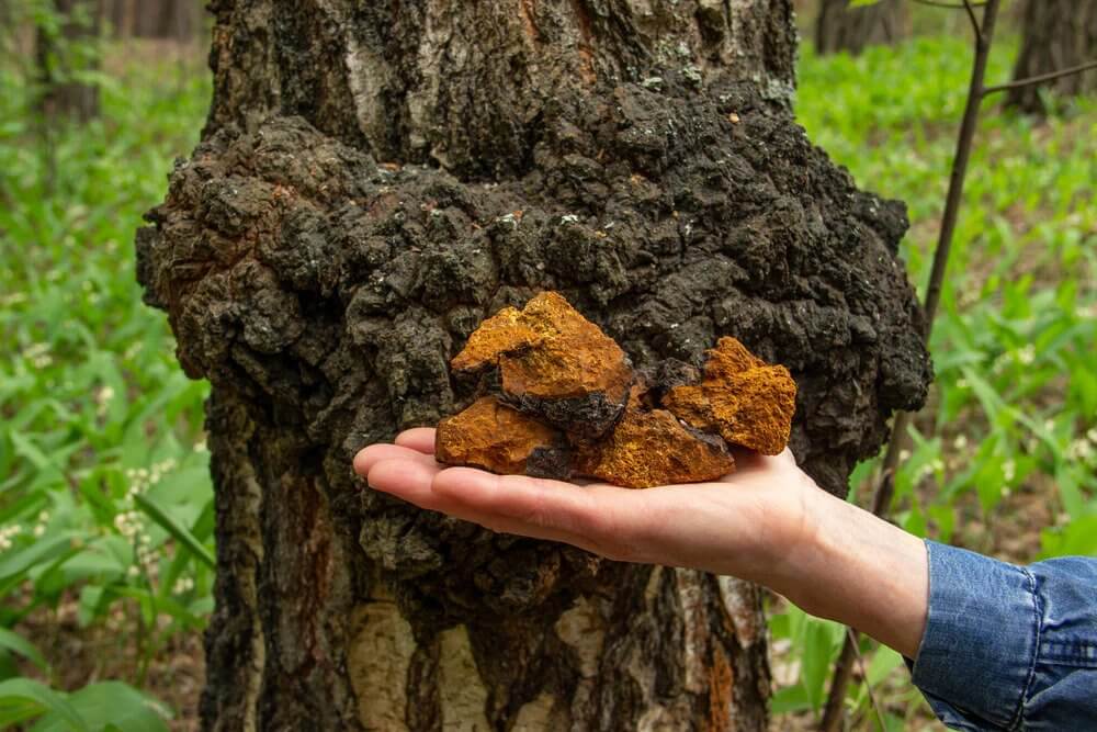 What is chaga mushroom